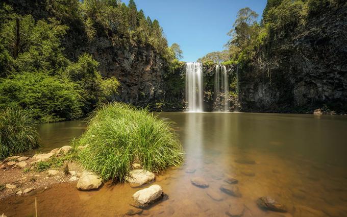 Dangar putoaa sademetsässä Dorrigon kansallispuistossa, Australiassa