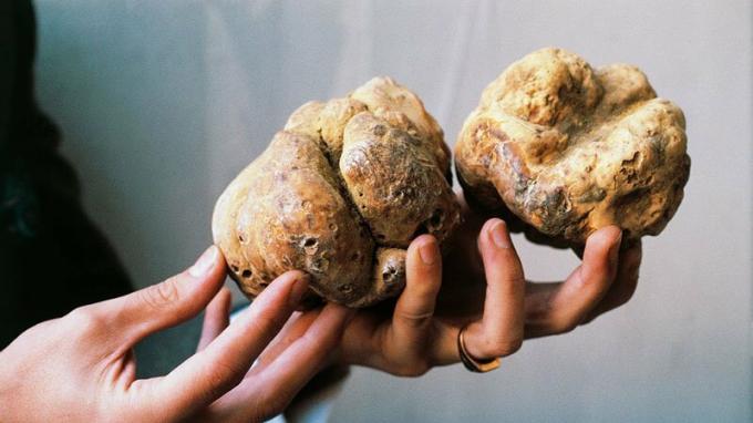 Hoe worden truffels gekweekt?
