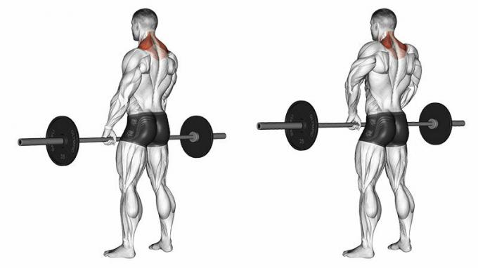 Barbell encolher os ombros
