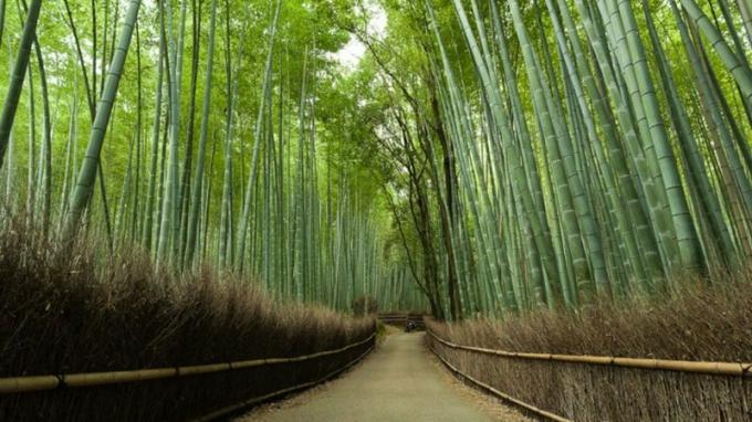 Arashiyama Bambusa mežs, Japāna