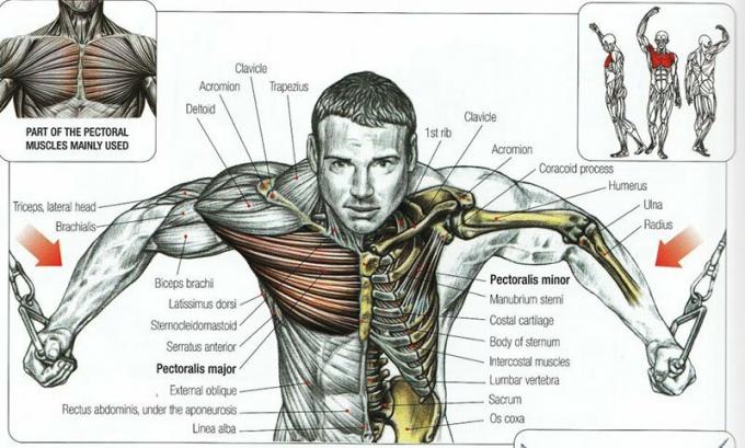 Músculos do peito