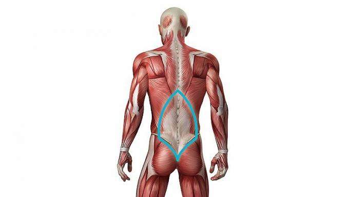 Muscle du bas du dos