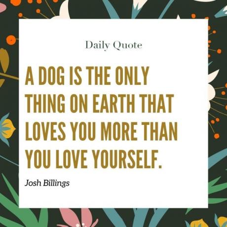 Cytaty miłosne dla psów