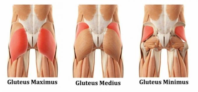Músculos glúteos